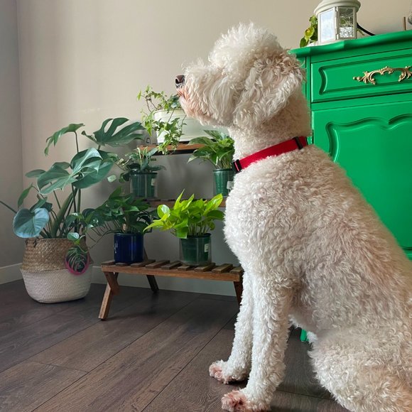 Nylon Adjustable Dog Collar - Picture 7 of 8